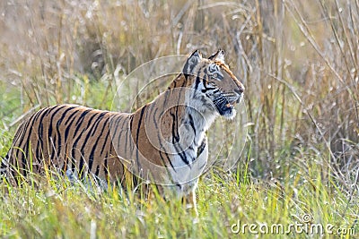 Panthera tigris - wild tigress portrait, looking for prey in an Indian forest Stock Photo