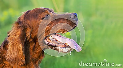 Panting dog head in summer Stock Photo