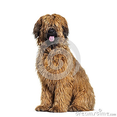 Panting Fawn Briard dog sitting in front, isolated Stock Photo