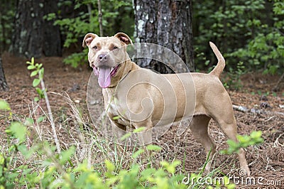 Panting fawn Pitbull Terrier dog outside Stock Photo