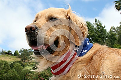 Golden Retriever Dog with Patriotic Scarf Stock Photo