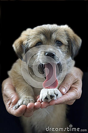 Panting Puppy Stock Photo