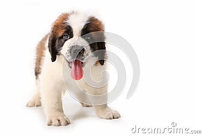 Panting Saint Bernard Puppy on White Stock Photo