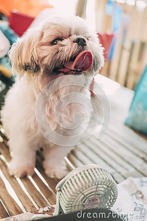 A panting teacup sized Shih Tzu gets relief from the heat from a small battery or usb powered electric fan. Stock Photo