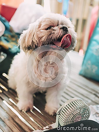 A panting teacup sized Shih Tzu gets relief from the heat from a small battery or usb powered electric fan. Stock Photo