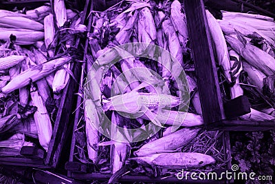 Pantone Trend Ultraviolet 2018, abstract background with corn. Ultra Violet creative Stock Photo