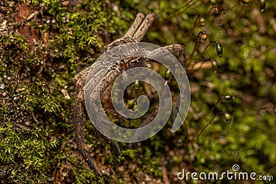 Pantropical Huntsman Spider Molt Stock Photo