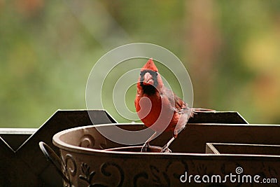 La nature en automne au quÃ©bec : Papa Cardinal Stock Photo