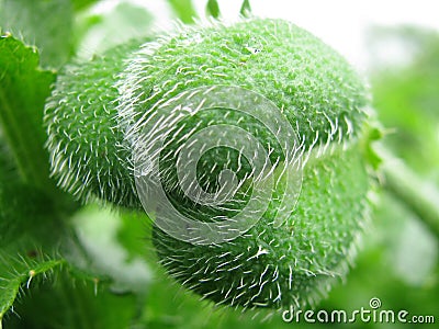 Papaver bracteatum persian poppy flower hairy green bud macro Stock Photo