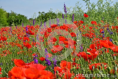 Papaver rhoeas, field poppy ont the meadow. Stock Photo