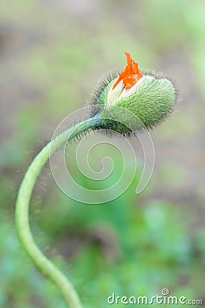 Papaver rhoeas L Stock Photo