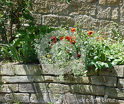 Beautiful natural stone wall with blooming poppy Stock Photo