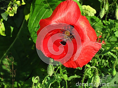 Papaver Rhoes Stock Photo