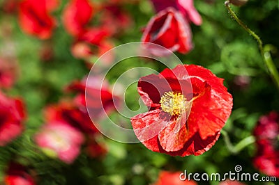 Papaver rhoes; d Poppy; worlds most popular wildflower Stock Photo