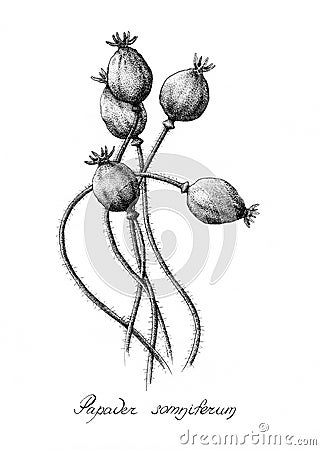 Papaver somniferum. Black and white botanical illustration. Cartoon Illustration