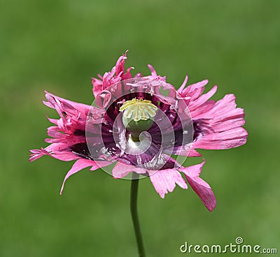 Papaver, somniferum Stock Photo