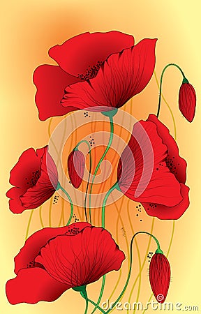 Papaver somniferum poppy flowers Vector Illustration