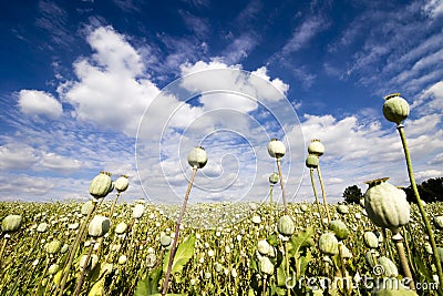 Papaver Somniferum - Summer White Field Poppy Field Stock Photo