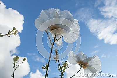Papaveraceae poppy flower Stock Photo