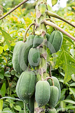 Papaya Bundle Stock Photo