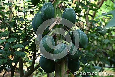 Papaya ( Carica papaya ) flowers and fruits. Caricaceae evergreen tropical fruit tree. Stock Photo