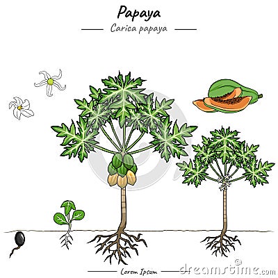 Papaya carica papaya illustration set Cartoon Illustration