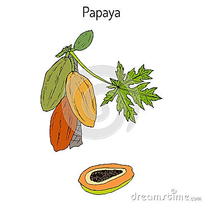 Papaya Carica papaya , or papaw, pawpaw, tropical fruit tree Vector Illustration