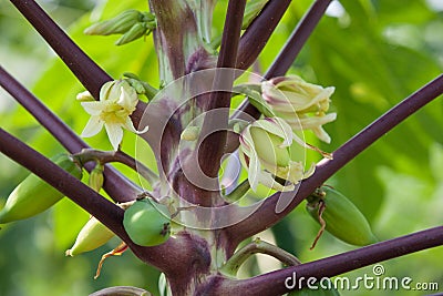 Papaya flower Stock Photo
