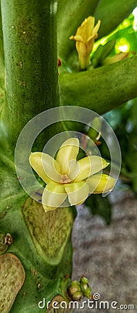 Papaya flower at papaya tree Stock Photo
