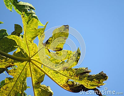 Papaya folliage sunlit over a blue sky Stock Photo