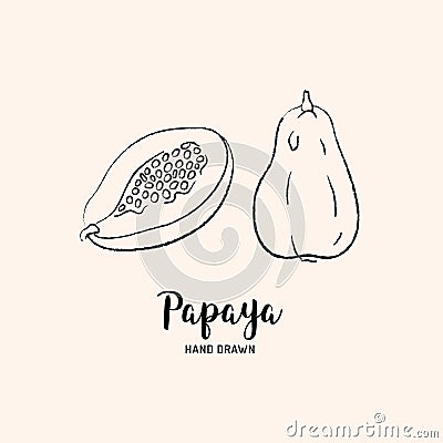 Papaya fruit drawing, Papaya pawpaw slice and whole juicy fruit. Sketch of papaya on white background. Vector Vector Illustration