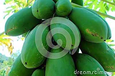 Papaya fruits Stock Photo