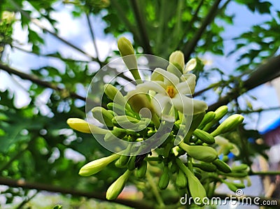 Papaya has the scientific name Carica. Papaya is a versatile plant. From the fruit, flowers, Stock Photo