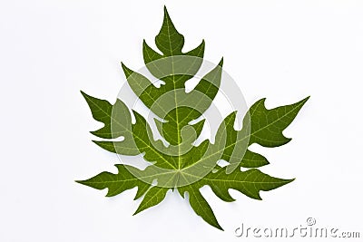 A papaya leaf Stock Photo