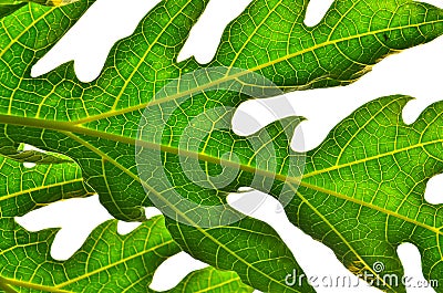 Papaya Leaf Stock Photo