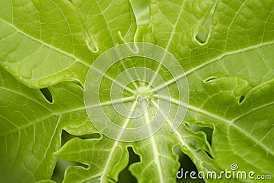 Papaya leaf Stock Photo