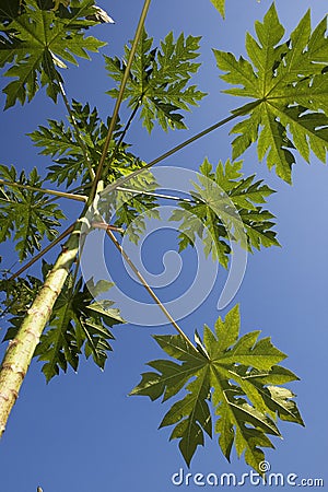 Papaya leaf Stock Photo