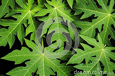 Papaya leaf Stock Photo