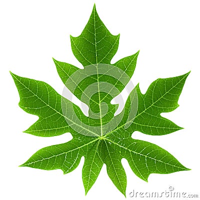 Papaya Leaf Isolated Stock Photo