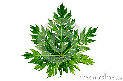 Papaya leaf isolated Stock Photo