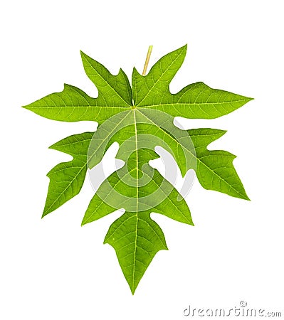 Papaya leaf isolated on white Stock Photo