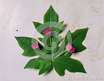 Papaya Leaf With Little Rose Stock Photo