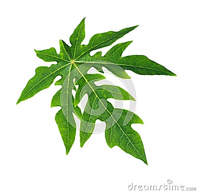 Papaya Leaf Stock Photo