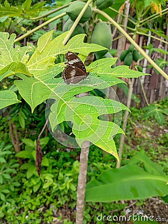 papaya leaves Stock Photo