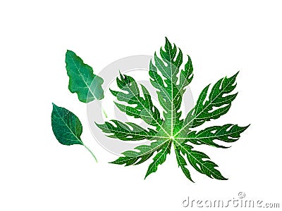 Papaya leaves, chili leaves, eggplant leaves Stock Photo