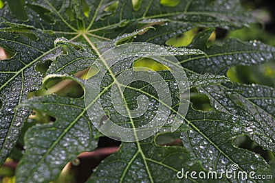 Papaya Leaves with dewdrops after rain in the morning Stock Photo