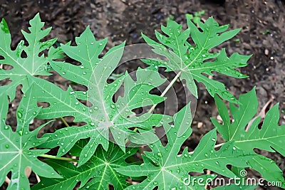 Papaya leaves with freshness morning dew on outdoor summer season Stock Photo