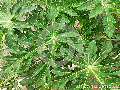 Papaya leaves pattern Stock Photo