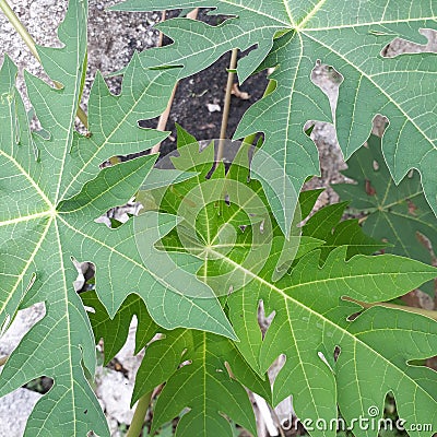 papaya leaves pattren Stock Photo