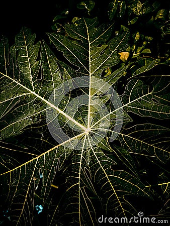 Papaya leaves see bones Stock Photo